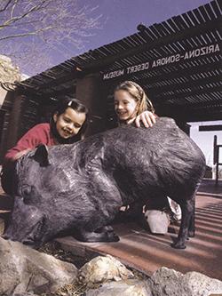 Mark Rossi - Javelinas on the Desert Museum patio